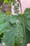 Stigmella speciosa