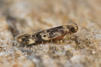 Apatema mediopallidum