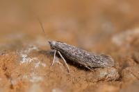 Urodeta hibernella