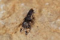 Stenoptinea cyaneimarmorella