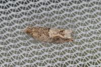 Crocidosema plebejana