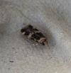 Oegoconia