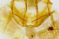 Cnephasia pasiuana/pumicana