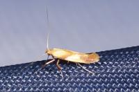 Caloptilia robustella