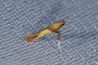 Caloptilia robustella