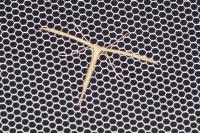 Emmelina monodactyla