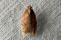 Acleris rhombana