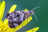 Tebenna micalis
