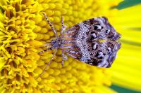 Tebenna micalis