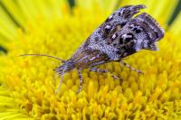 Tebenna micalis