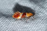 Epicallima bruandella