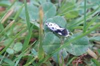 Ethmia quadrillella