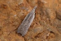 Dichomeris limbipunctella