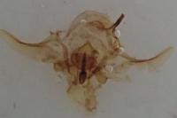 Phalonidia udana