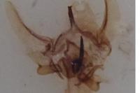 Phalonidia udana
