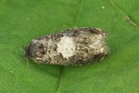 Epiblema cirsiana