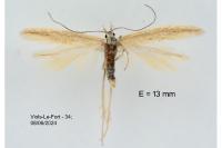 Megacraspedus lanceolellus