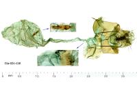 Depressaria radiosquamella