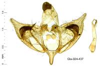 Depressaria radiosquamella