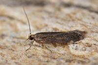 Aroga velocella