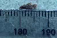 Coleophora limosipennella