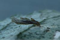 Coleophora limosipennella