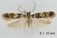 Apatema mediopallidum