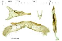 Apatema mediopallidum
