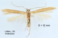 Batrachedra parvulipunctella