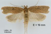Agonopterix subpropinquella