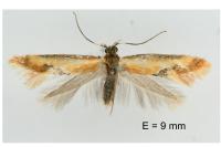 Batia lunaris