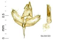Batia lunaris