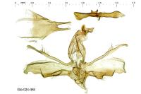 Agdistis neglecta