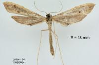 Agdistis neglecta