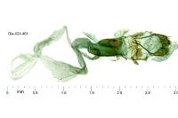 Agdistis neglecta