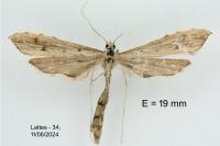 Agdistis neglecta