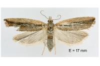 Bactra lancealana