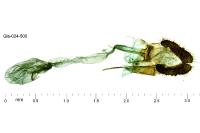 Bactra lancealana