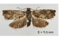 Pammene suspectana