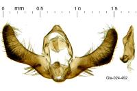 Pammene suspectana