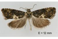 Pammene suspectana