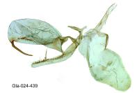Phyllonorycter acerifoliella