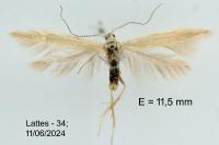 Coleophora glaucicolella
