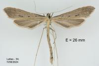 Agdistis bennetii