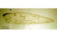 Glaucolepis