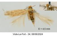 Glaucolepis