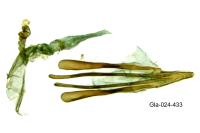 Glaucolepis