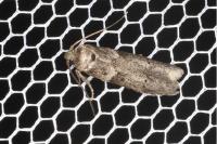 Blastobasis glandulella