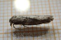 Eana incanana