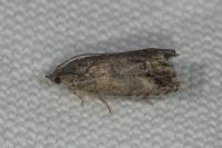 Cydia splendana